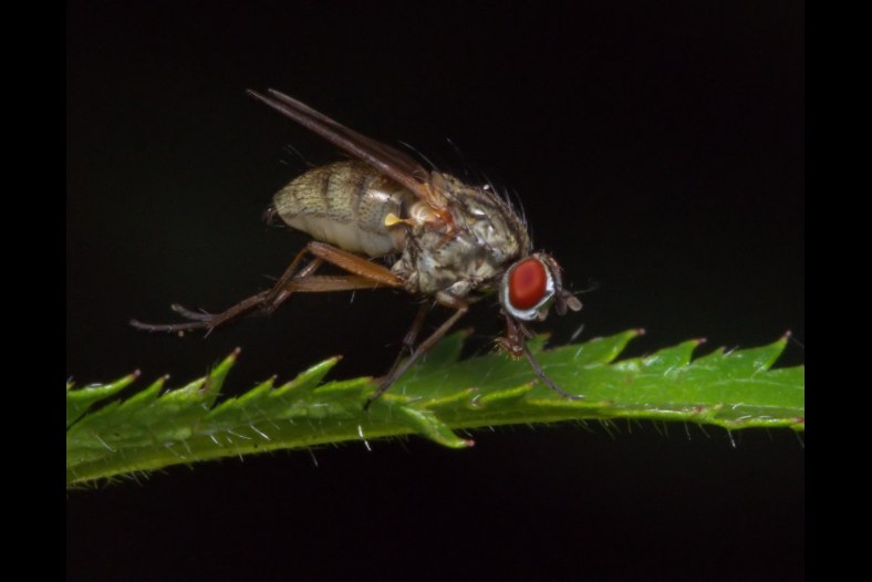 Fly making toilet